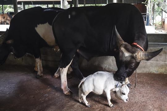 Penampakan Sapi Terkecil dari Bangladesh