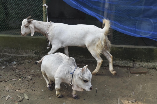 Penampakan Sapi Terkecil dari Bangladesh