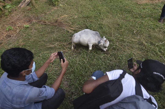 Penampakan Sapi Terkecil dari Bangladesh