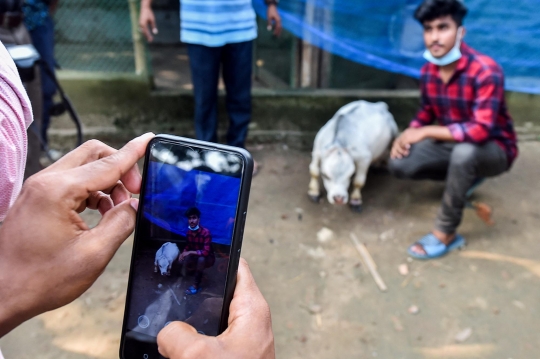Penampakan Sapi Terkecil dari Bangladesh