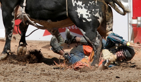 Aksi Koboi Susah Payah Kendalikan Kuda dan Banteng Saat Rodeo
