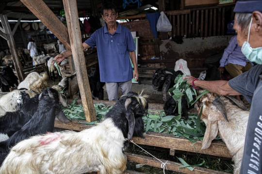 Dampak PPKM Darurat, Penjualan Hewan Kurban Menurun