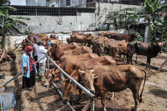 Pemeriksaan Kesehatan Hewan Kurban di Masa Pandemi