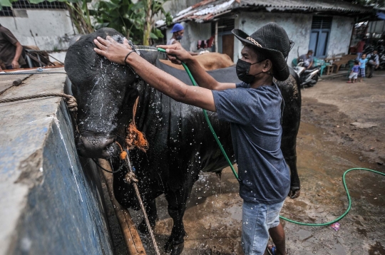 Pemeriksaan Kesehatan Hewan Kurban di Masa Pandemi