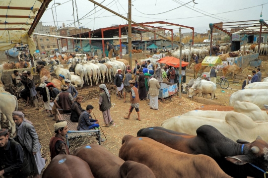 Suasana Pasar Hewan Kurban di Yaman Jelang Iduladha