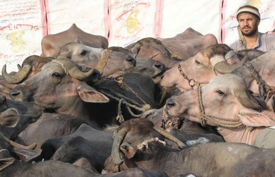 Jelang Iduladha, Pasar Ternak di Kairo Dipadati Pengunjung