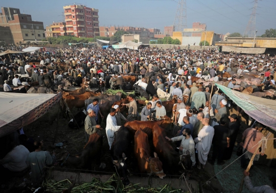 Jelang Iduladha, Pasar Ternak di Kairo Dipadati Pengunjung