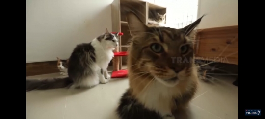 Potret Rumah Virzha Idol, Bergaya Skandinavia dan Ada Belasan Kucing