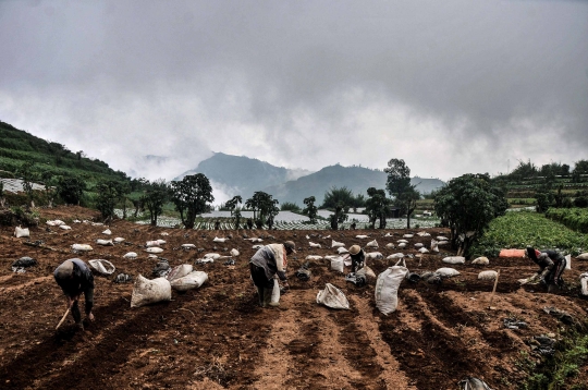 Keluhan Petani Harga Kentang Menurun Akibat Pandemi Covid-19