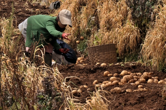 Keluhan Petani Harga Kentang Menurun Akibat Pandemi Covid-19