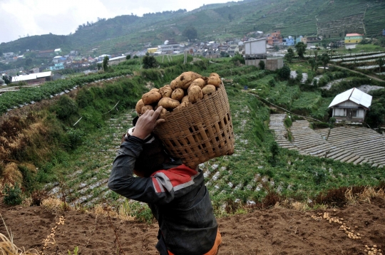 Keluhan Petani Harga Kentang Menurun Akibat Pandemi Covid-19