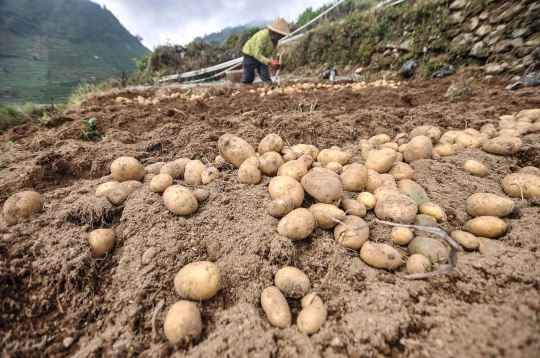 Keluhan Petani Harga Kentang Menurun Akibat Pandemi Covid-19