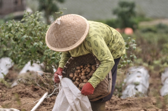 Keluhan Petani Harga Kentang Menurun Akibat Pandemi Covid-19