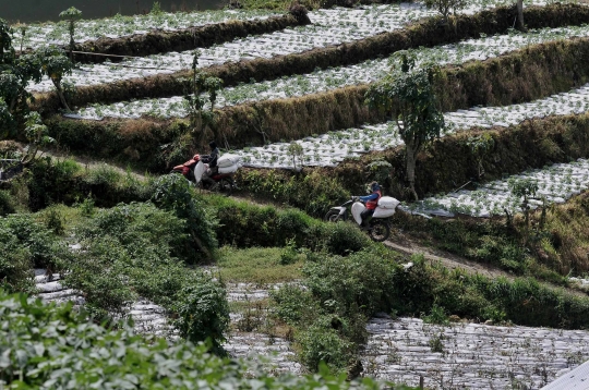 Keluhan Petani Harga Kentang Menurun Akibat Pandemi Covid-19