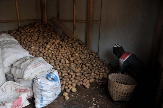 Keluhan Petani Harga Kentang Menurun Akibat Pandemi Covid-19