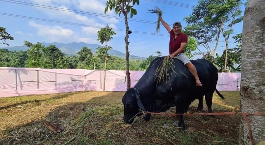 Kenangan Terakhir Irfan Hakim dengan Sapi Grandong, Dihiasi Tawa dan Pelukan