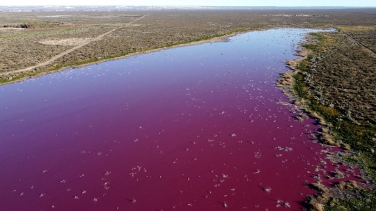 Laguna Pink yang Tercemar Limbah Pabrik