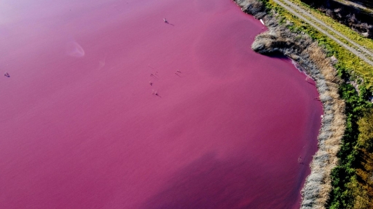 Laguna Pink yang Tercemar Limbah Pabrik