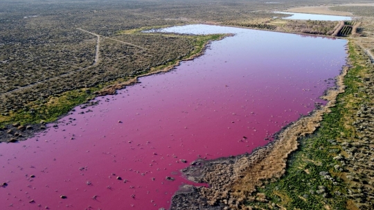 Laguna Pink yang Tercemar Limbah Pabrik