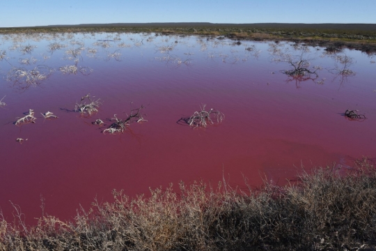 Laguna Pink yang Tercemar Limbah Pabrik