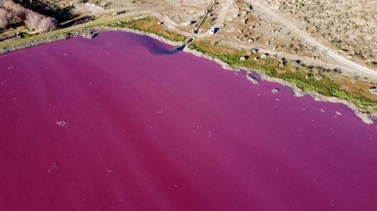 Laguna Pink yang Tercemar Limbah Pabrik