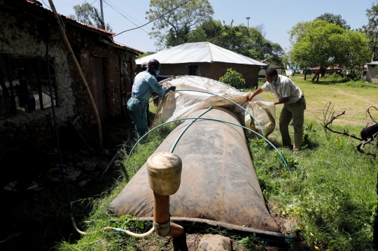 Pengusaha Kenya Sulap Eceng Gondok Jadi Biogas