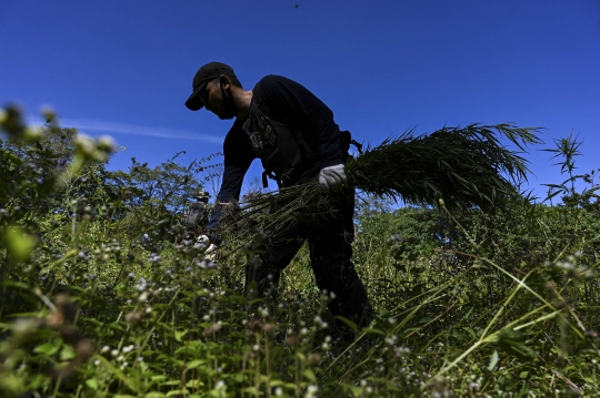 BNN Bakar Ladang Ganja Siap Panen di Aceh