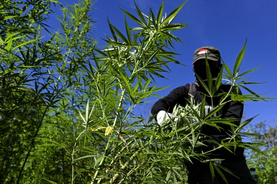 BNN Bakar Ladang Ganja Siap Panen di Aceh