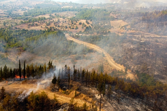 Kondisi Hutan di Turki yang Dilanda Kebakaran Hebat