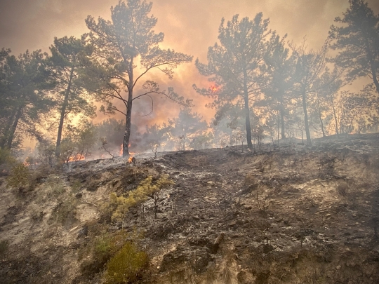 Kondisi Hutan di Turki yang Dilanda Kebakaran Hebat