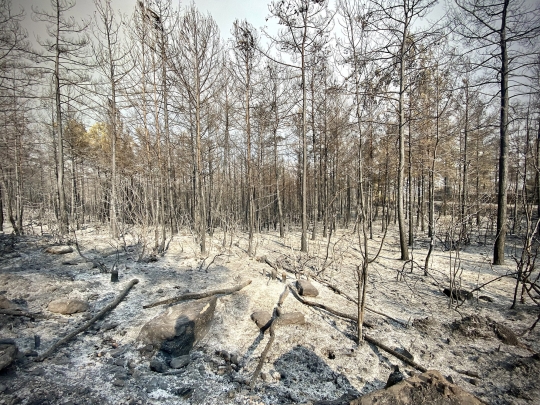 Kondisi Hutan di Turki yang Dilanda Kebakaran Hebat