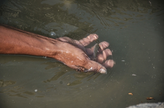 Berburu Ikan di Kala Sungai Cipamingkis Mengering