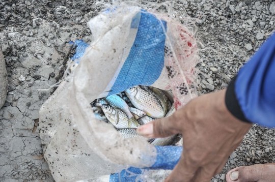 Berburu Ikan di Kala Sungai Cipamingkis Mengering