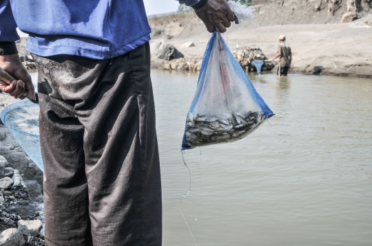 Berburu Ikan di Kala Sungai Cipamingkis Mengering