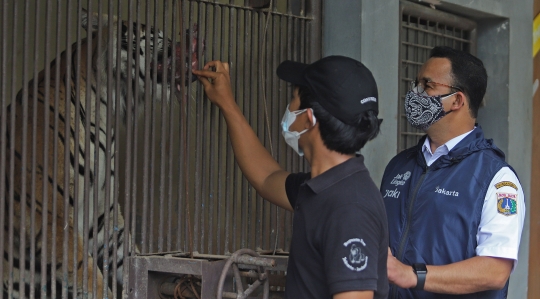 Anies Baswedan Jenguk Harimau Terpapar Covid-19 di Ragunan