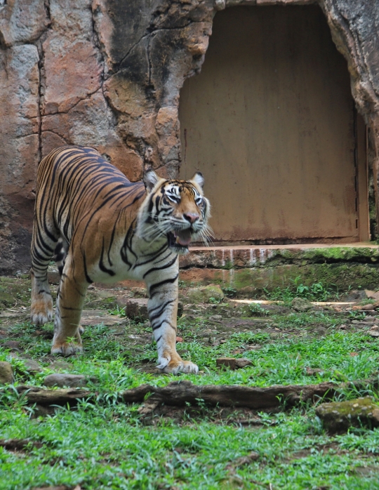 Anies Baswedan Jenguk Harimau Terpapar Covid-19 di Ragunan