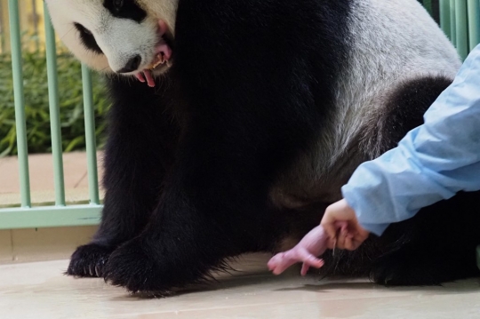 Panda Raksasa Lahirkan Anak Kembar di Prancis