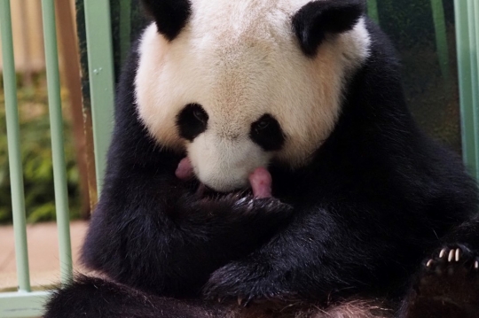 Panda Raksasa Lahirkan Anak Kembar di Prancis