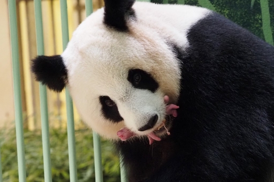 Panda Raksasa Lahirkan Anak Kembar di Prancis