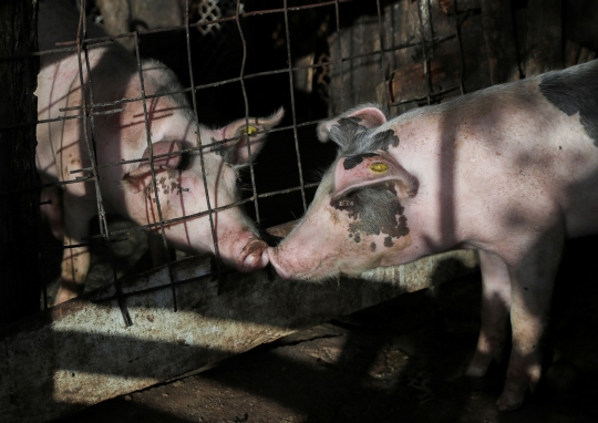 Republik Dominika Bersiap Bantai Ribuan Babi untuk Atasi Wabah
