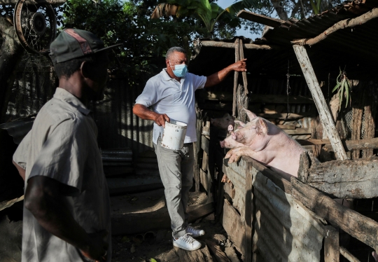 Republik Dominika Bersiap Bantai Ribuan Babi untuk Atasi Wabah
