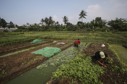 Memanfaatkan Lahan Kosong Ibu Kota untuk Bertani Sayur