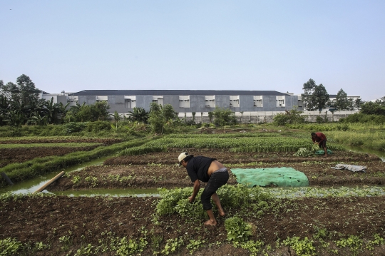 Memanfaatkan Lahan Kosong Ibu Kota untuk Bertani Sayur