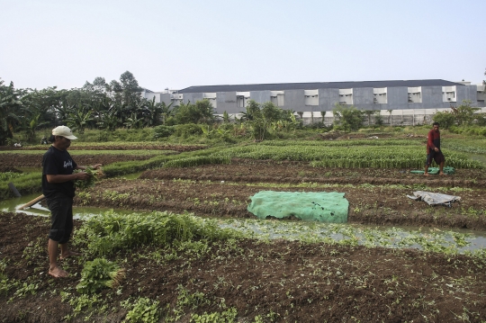 Memanfaatkan Lahan Kosong Ibu Kota untuk Bertani Sayur