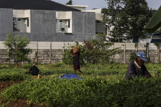 Memanfaatkan Lahan Kosong Ibu Kota untuk Bertani Sayur