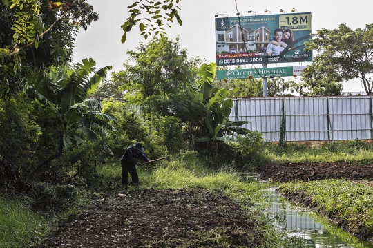 Memanfaatkan Lahan Kosong Ibu Kota untuk Bertani Sayur