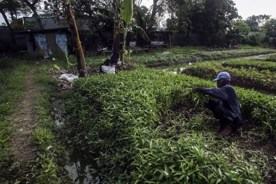 Memanfaatkan Lahan Kosong Ibu Kota untuk Bertani Sayur