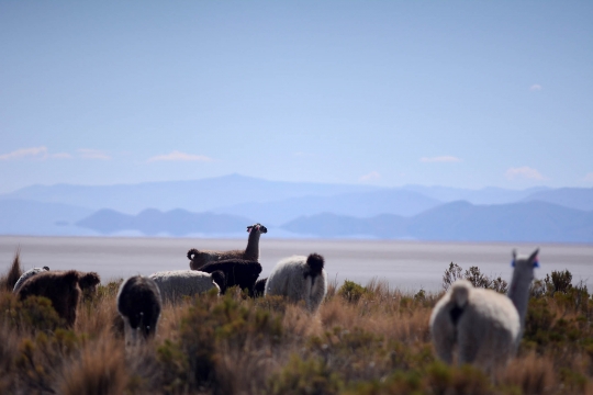 Mengering, Danau Terbesar Kedua di Bolivia Berubah Jadi Gurun