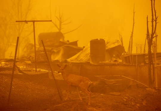 Sisa-Sisa Amukan Kebakaran Hutan di California