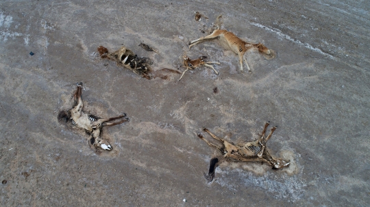 Potret Pilu Ribuan Hewan Ternak di Kazakhstan Mati Akibat Kekeringan